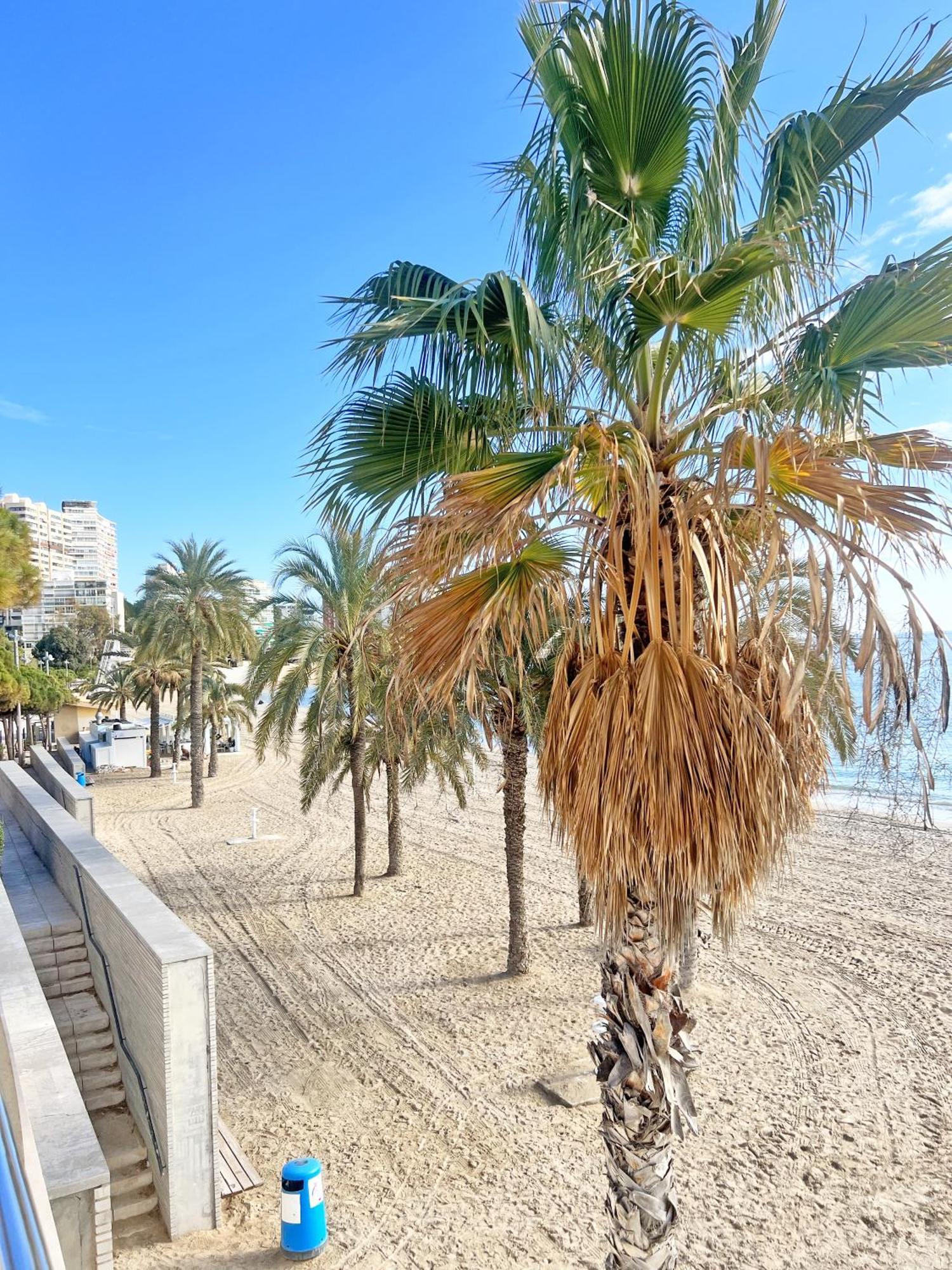 알리칸테 A 100 Metros De La Playa. Parking Gratuito Privado 아파트 외부 사진